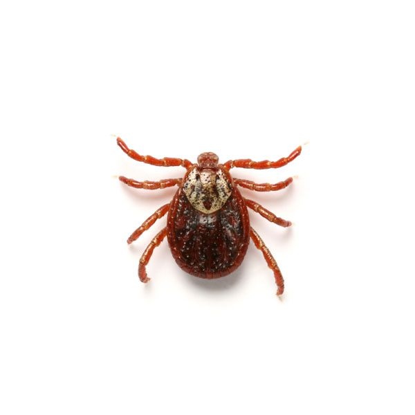 American Dog Tick